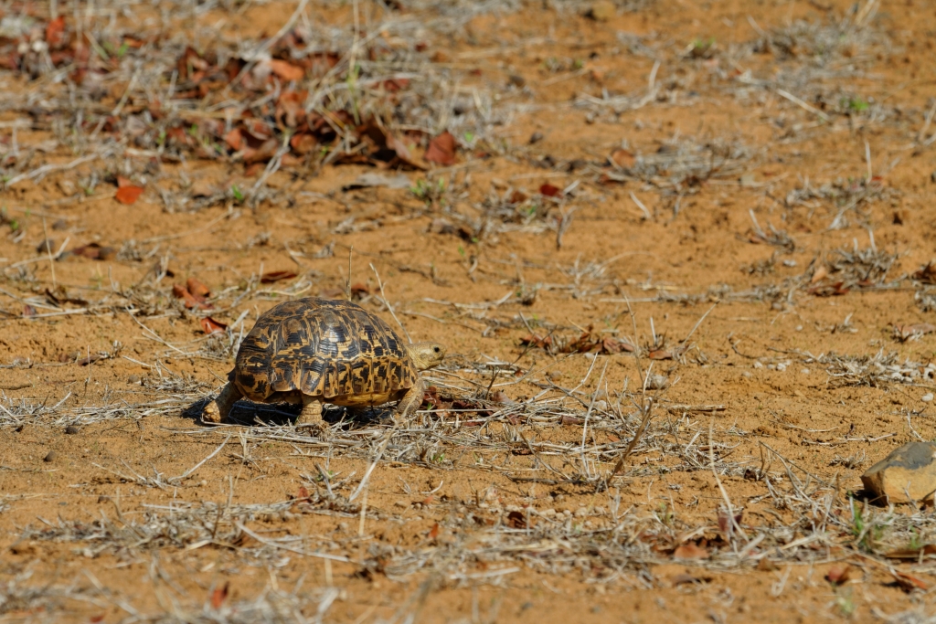 08 - Kruger NP (57).jpg